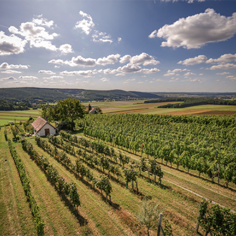 Weinbau in Österreich Wein Guide